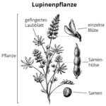 Lupinenpflanze und ihre Bestandteile