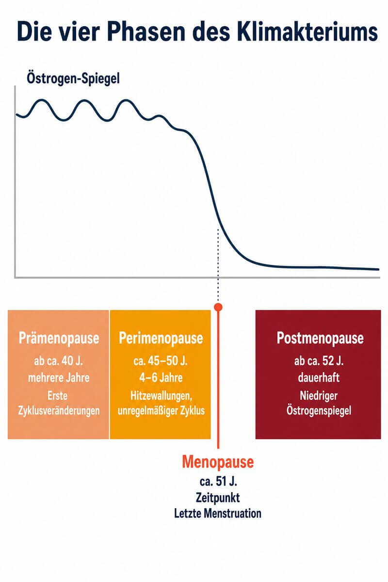 Infografik: Die vier Phasen des Klimakteriums mit Östrogen-Kurve – von der Prämenopause (ab ca. 40) über die Perimenopause (ca. 45–50) und den Menopause-Zeitpunkt (ca. 51) bis zur Postmenopause mit dauerhaft niedrigem Östrogenspiegel.