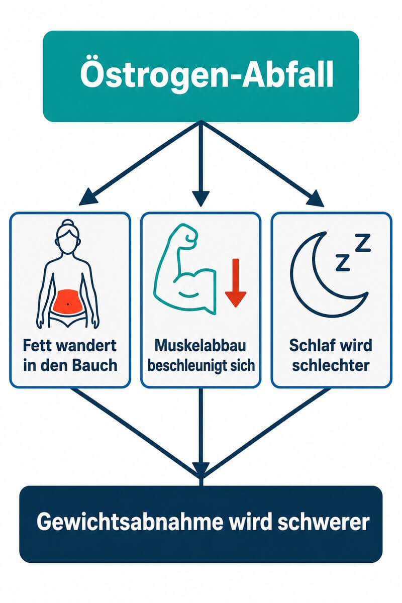 Infografik: Östrogenmangel und Gewichtszunahme in den Wechseljahren – Ursache-Wirkungs-Kette im Überblick.