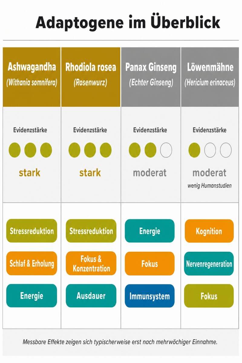 Infografik: Adaptogene im Vergleich – Ashwagandha, Rhodiola rosea, Panax Ginseng und Löwenmähne nach Evidenzstärke, Wirkbereichen und Sicherheitshinweisen.