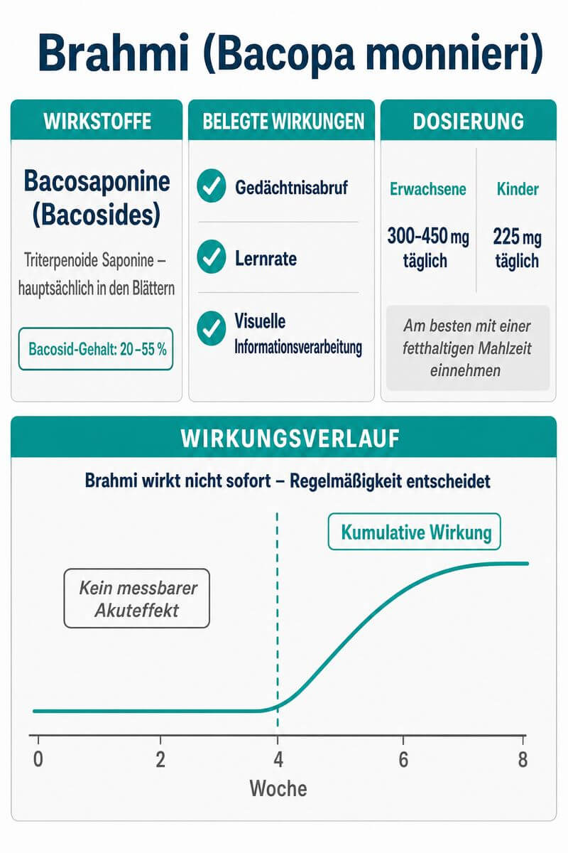 Infografik: Brahmi Bacopa monnieri – Wirkstoffe, Dosierung und kumulativer Wirkungseintritt nach Wochen im Überblick.