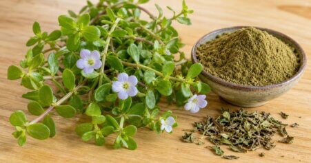 Frische Brahmi-Pflanze (Bacopa monnieri) mit kleinen Blüten auf Holzuntergrund, natürliches Tageslicht.