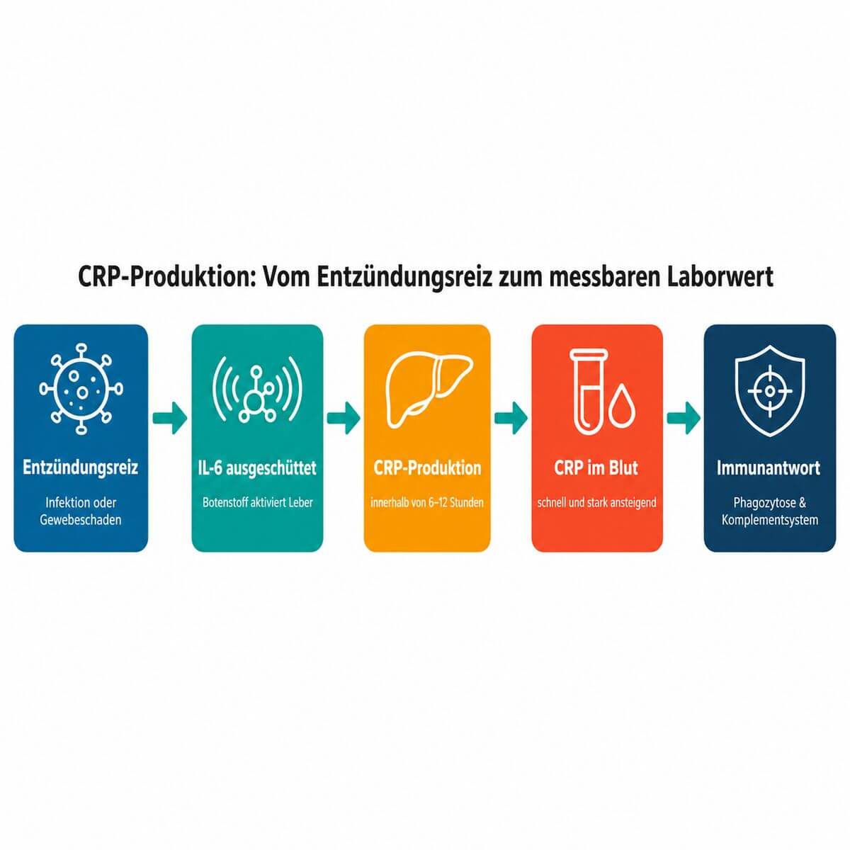 Infografik: CRP-Wert Entstehung – Prozesskette von Entzündungsreiz über IL-6 und Leber bis zum messbaren CRP im Blut.