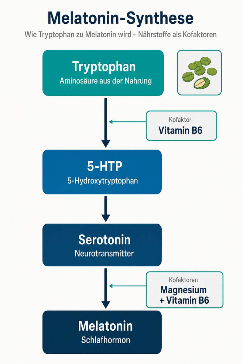 Infografik: Melatonin-Synthese aus Tryptophan – Vitamin B6 und Magnesium als Kofaktoren im Überblick.