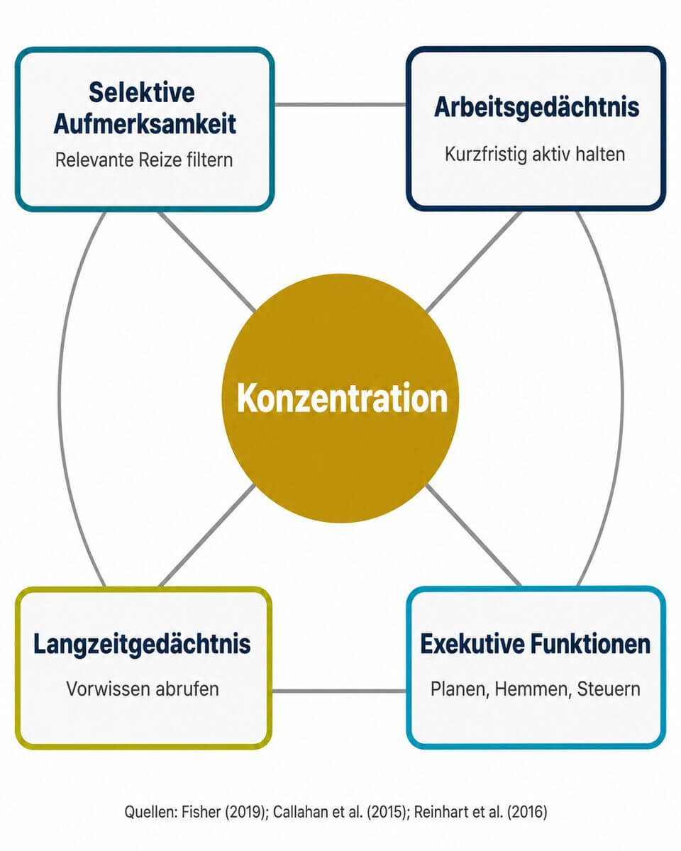Infografik: Die vier kognitiven Systeme Konzentration – Arbeitsgedächtnis, Langzeitgedächtnis, selektive Aufmerksamkeit und exekutive Funktionen im Überblick.