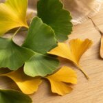 Frische Ginkgo-biloba-Blätter mit fächerförmiger Blattstruktur auf Holzuntergrund – natürliche Darstellung des Heilkrauts.