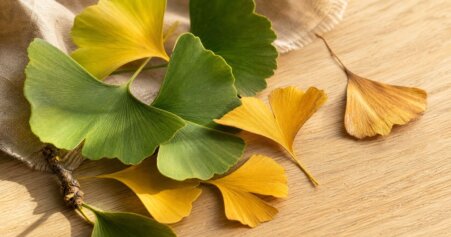 Frische Ginkgo-biloba-Blätter mit fächerförmiger Blattstruktur auf Holzuntergrund – natürliche Darstellung des Heilkrauts.