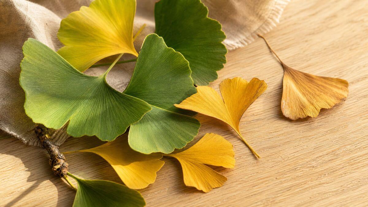 Frische Ginkgo-biloba-Blätter mit fächerförmiger Blattstruktur auf Holzuntergrund – natürliche Darstellung des Heilkrauts.