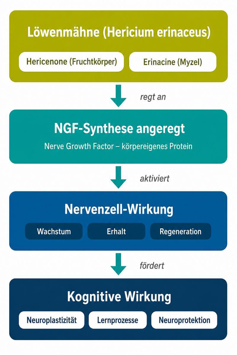 Infografik: Wirkungsmechanismus Löwenmähne – Hericenone und Erinacine stimulieren die NGF-Synthese und unterstützen Neuroprotektion.