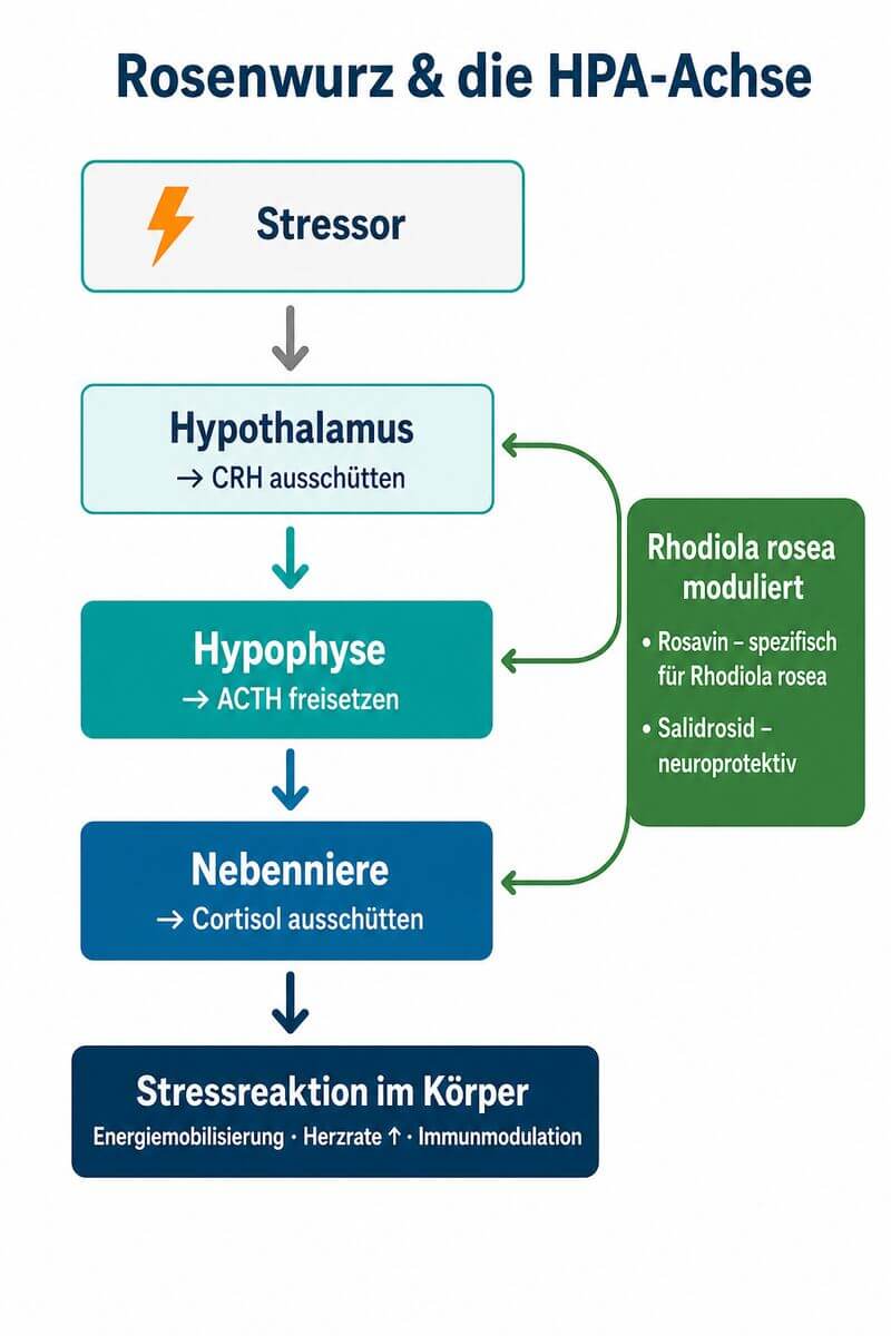Infografik: Rosenwurz und HPA-Achse – Mechanismus der adaptogenen Wirkung von Rhodiola rosea mit Rosavin und Salidrosid.