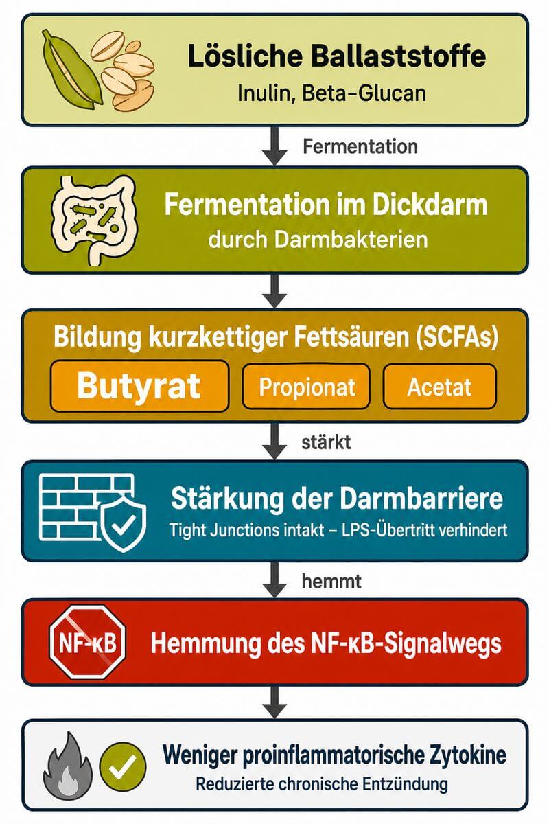 Infografik: Wie Ballaststoffe über kurzkettige Fettsäuren und die Darmbarriere chronische Entzündungen hemmen – Schritt-für-Schritt-Darstellung des Mechanismus.