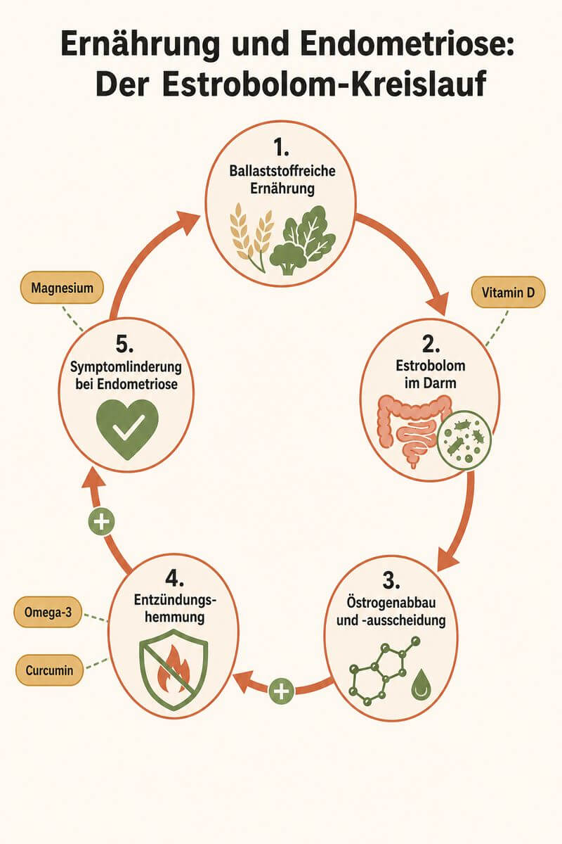 Infografik: Kreislauf zwischen Ernährung, Estrobolom und Östrogenstoffwechsel bei Endometriose.