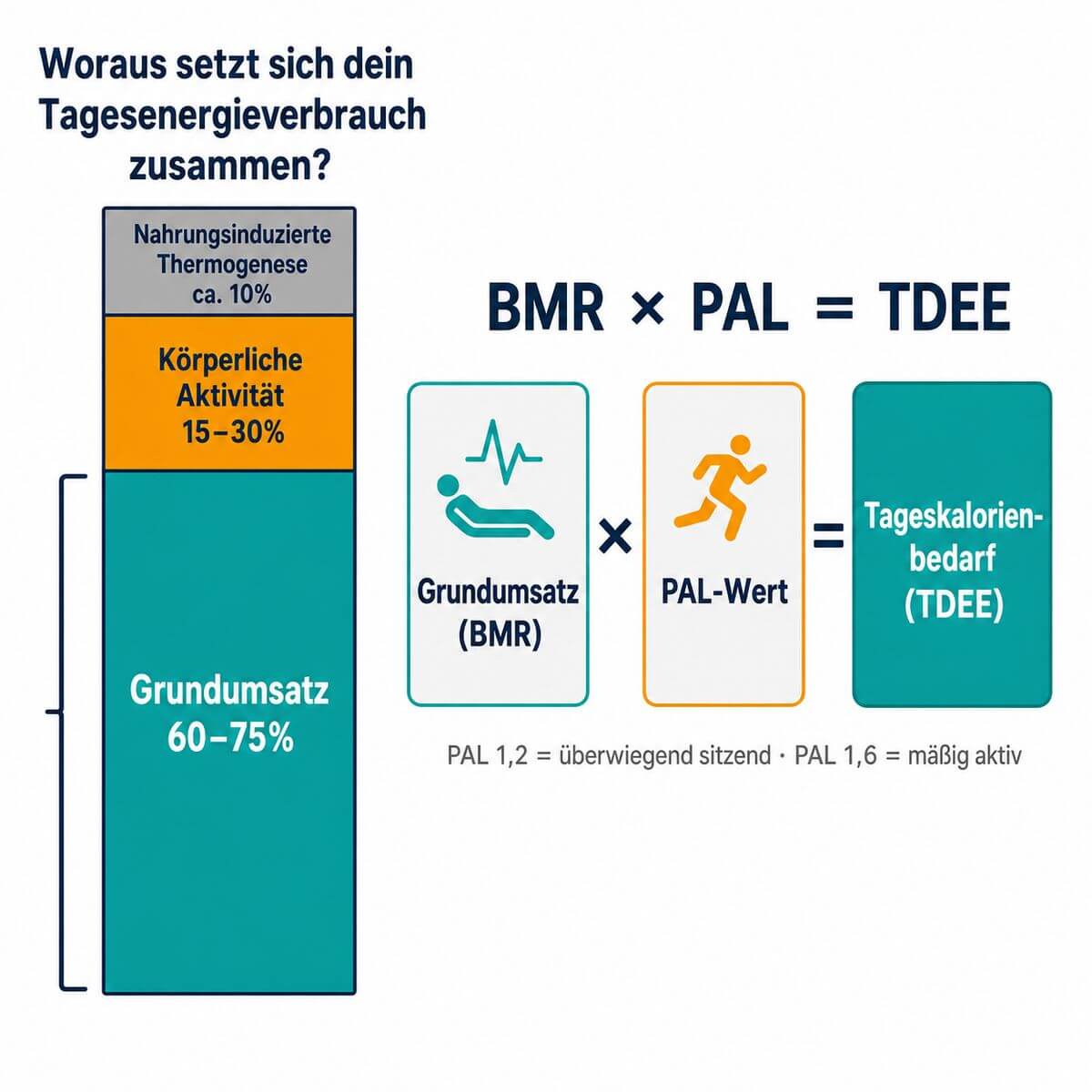 Infografik: Grundumsatz als Anteil am Tagesenergieverbrauch – Aufteilung in Grundumsatz, körperliche Aktivität und Nahrungsthermogenese sowie die Formel Grundumsatz × PAL-Wert = Tageskalorienbedarf.