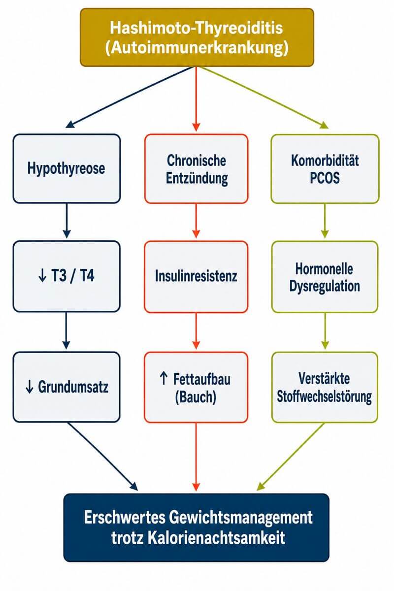 Infografik: Drei Wirkpfade von Hashimoto zur Gewichtszunahme – Grundumsatz, Insulinresistenz und Entzündung im Überblick.