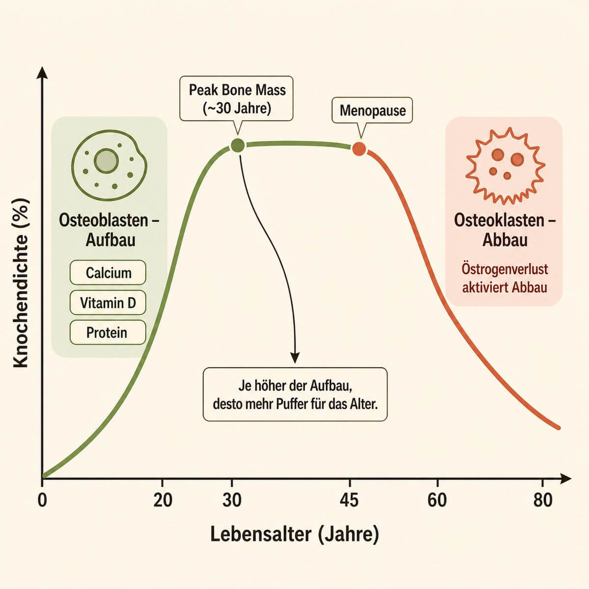 Infografik: Knochendichte-Kurve über das Lebensalter mit Peak Bone Mass um das 30. Lebensjahr, Abbauphasen und Schlüssel-Nährstoffen für den Knochenaufbau.