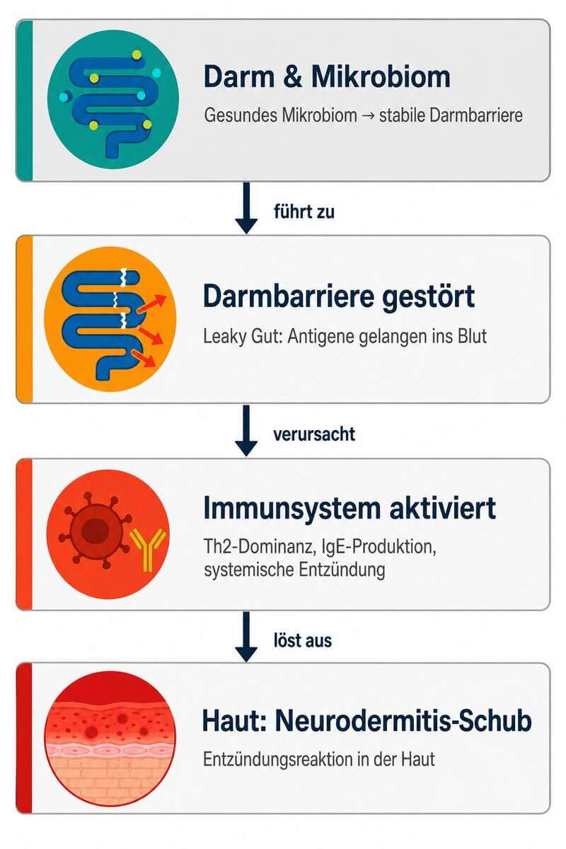 Infografik: Darm-Haut-Achse bei Neurodermitis – vom Darmmikrobiom zur Hauentzündung als Prozessdiagramm.