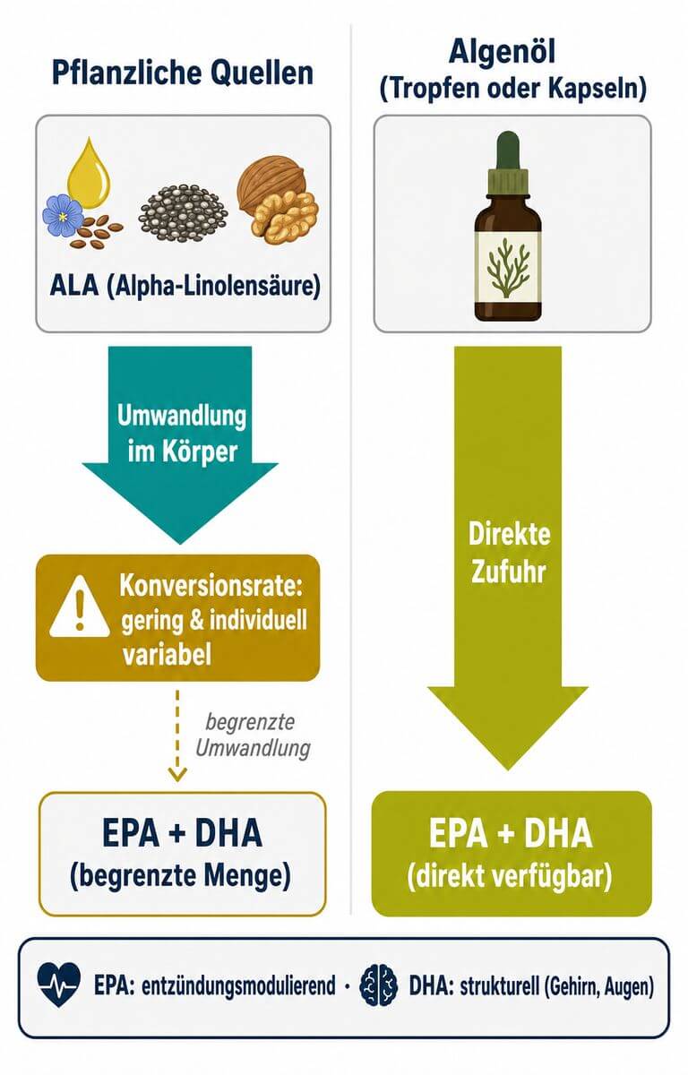 Infografik: Omega-3-Konversionspfad von ALA zu EPA und DHA im Vergleich zu direktem Algenöl