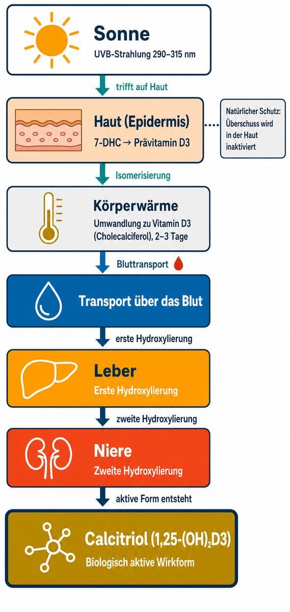 Infografik: Vitamin-D-Synthese durch Sonnenlicht – Prozessschritte von UVB-Strahlung über Leber und Niere bis zum aktiven Calcitriol.