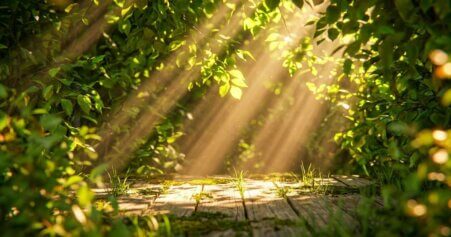 Sonne Vitamin D – Sonnenstrahlen fallen durch grüne Blätter in warmes Licht