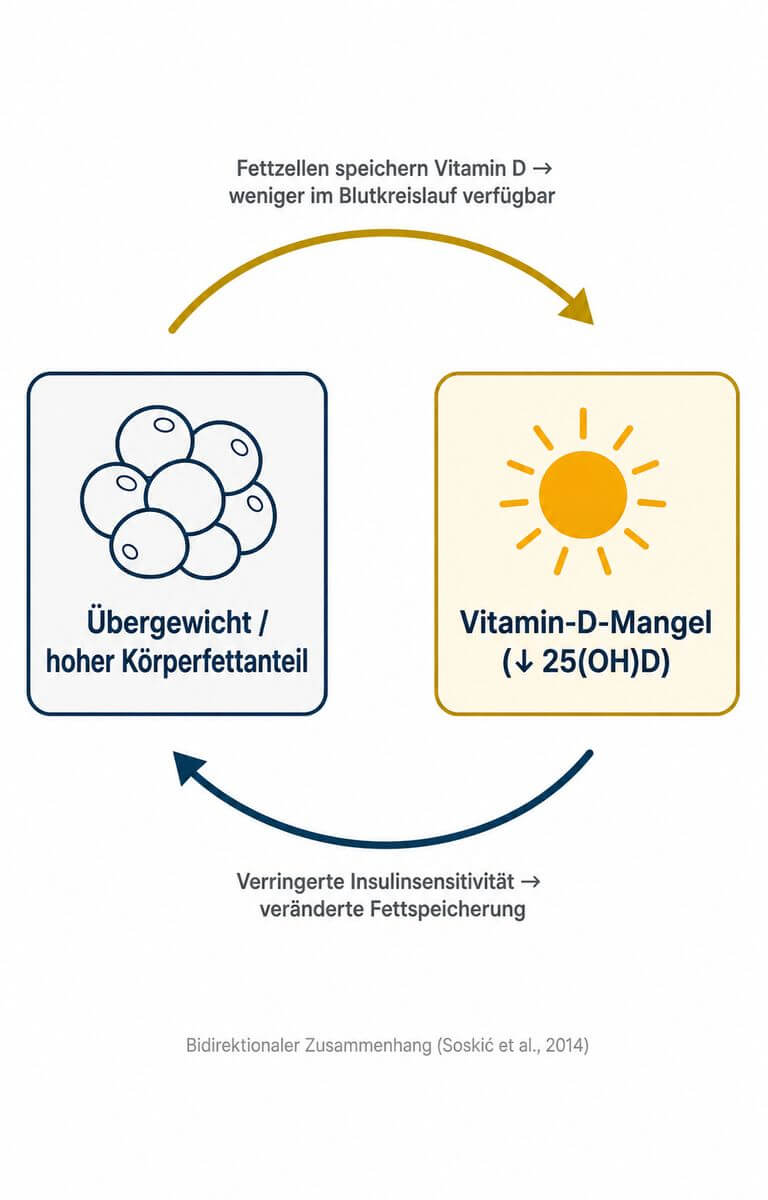 Infografik: Bidirektionaler Zusammenhang zwischen Vitamin-D-Mangel und Übergewicht mit zwei Wirkrichtungen und Mechanismus-Labels.