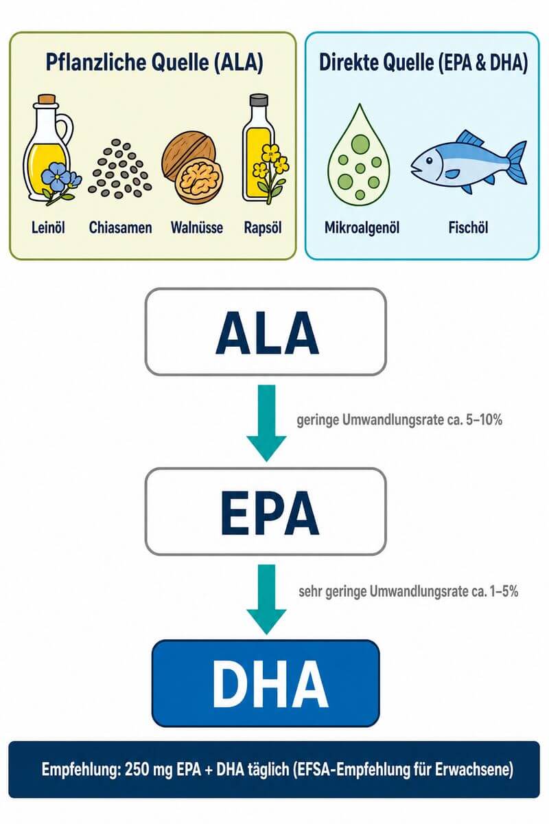 Infografik: Omega-3-Fettsäuren ALA, EPA und DHA – Quellen, Konversionsrate und täglicher Bedarf im Überblick.