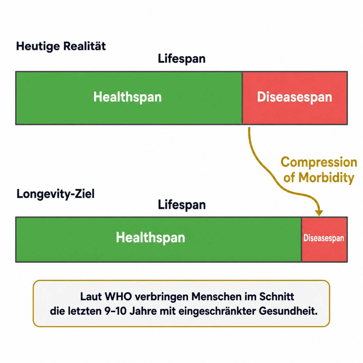 Infografik: Healthspan vs. Lifespan – Zeitstrahl zeigt den Unterschied zwischen gesunder Lebenszeit, Diseasespan und dem Ziel der Compression of Morbidity.